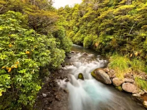 Klarer Gebirgsbach Whakapapanui Stream im Tongariro-Nationalpark in Neuseeland, fließend durch dichten, grünen Wald.