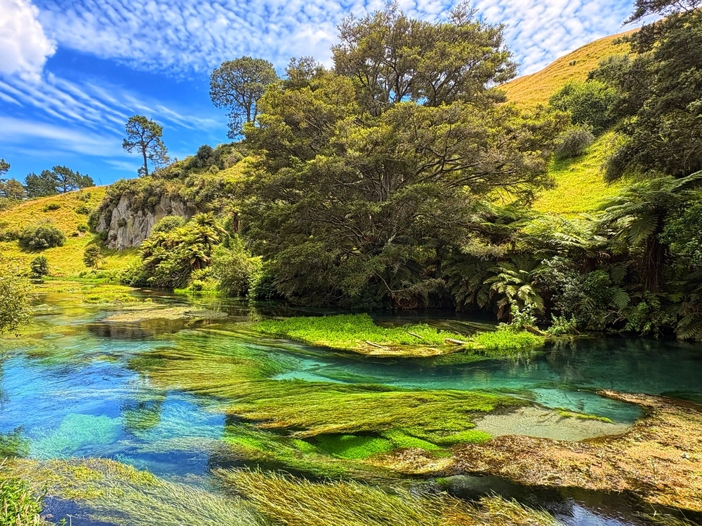 Kristallklares, türkisblaues Quellwasser der Putaruru Blue Spring in Neuseeland, umgeben von grüner Natur und sanften Hügeln.