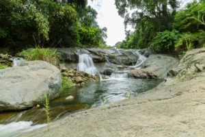 Ruhiger Bach mit kleinen Wasserfällen, fließend über glatte Felsen in dichter, grüner Vegetation.